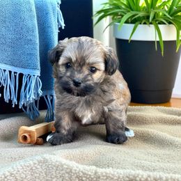 Tater - Silver sable male Havanese puppy in Bowling Green, Kentucky from Denise Clark