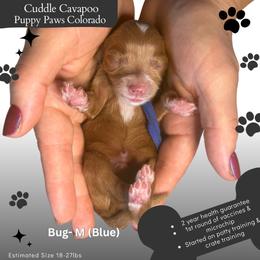 Lady Bug - Red male Cavapoo puppy in Fort Lupton, Colorado from Puppy Paws Colorado