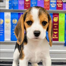 Percy Grace - Black tan and white female Beagle puppy in Jerome, Missouri from Beam's Beagles