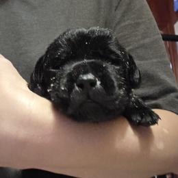 Black Male 1 - Black male Labrador Retriever puppy in Andrews, South Carolina from Leyland Cypress Retrievers
