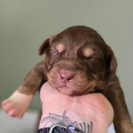 Monkey - Red tri-color female Australian Shepherd puppy in London, Kentucky from Kenmont Kennels