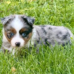 Dmitri - Blue merle male Toy Australian Shepherd puppy in Hotchkiss, Colorado from Yampa Valley Aussies