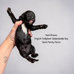 Hash Brown English Teddybear - Black male Goldendoodle puppy in Grove, Oklahoma from Guinn Family Farms