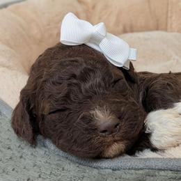 Vela - Brown female Lagotto Romagnolo puppy in West Jordan, Utah from Salt Lake Lagotto