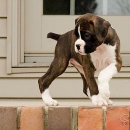 Airedale Terrier and Boxer Puppies from Roc Haven Airedales & Boxers
