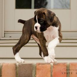 Airedale Terrier and Boxer Puppies from Roc Haven Airedales & Boxers