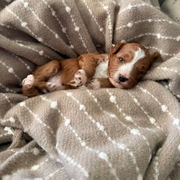 Girl 1 - Red  female Goldendoodle puppy in Sacramento, California from Golden Heart Doodles