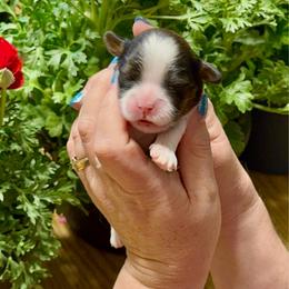 Fred - Brindle and white male Cavatzu puppy in Saint Paul, Minnesota from Amy’s Puppy Tzu