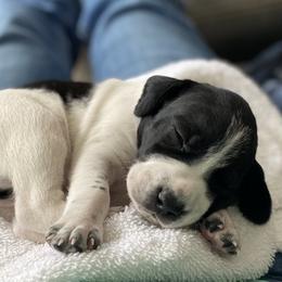 Captain - Black and white male German Shorthaired Pointer puppy in Hot Springs, Virginia from Thunder Mountain Gun Dogs