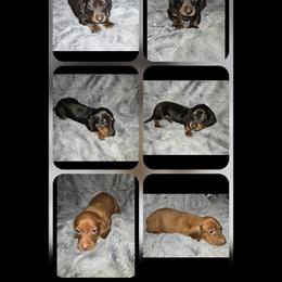 Dachshund Puppies from J's Mini Dachshunds