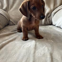 Jack - Red male Dachshund puppy in Milroy, Pennsylvania from Not Your Average Weiner