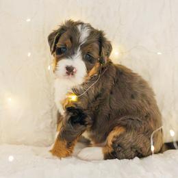 Bernedoodle Puppies from Safe Havynn Doodles