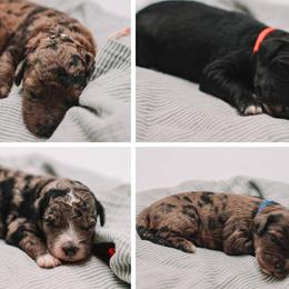 Goldendoodle puppies from Doodles of North Tx