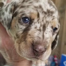 Chocolate dapple boy - Dapple male Dachshund puppy in La Monte, Missouri from Wulff's East LA Puppies