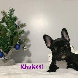 French Bulldog Puppies from Gotts Frenchies