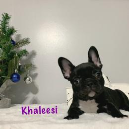French Bulldog Puppies from Gotts Frenchies