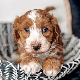 Swoon - Red male Australian Labradoodle puppy in Decatur, Alabama from Southern Meadows Doodles