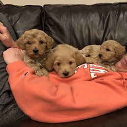 Goldendoodle Puppies from Mumzee Doodles