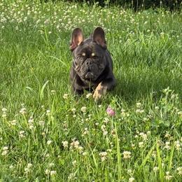 Troy - French Bulldog