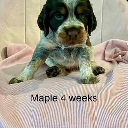 Maple - Tri-Roan female English Springer Spaniel puppy in Nine Mile Falls, Washington from Sue's Springers