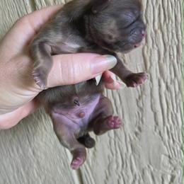 Liver tan points - Chocolate and tan male Shih Tzu puppy in Vinita, Oklahoma from Locust Creek Shih Tzu & Havanese
