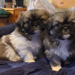 Tibetan Spaniel Puppies from Solstice Kennel