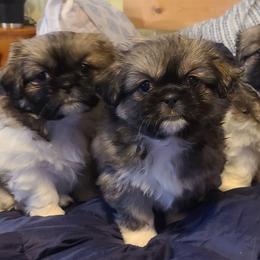 Tibetan Spaniel Puppies from Solstice Kennel