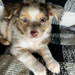 Girl 2 - Red merle female Miniature Australian Shepherd puppy in Hokes Bluff, Alabama from Alegria Toy Aussies