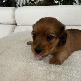 Boy 2 - Red male Dachshund puppy in Spokane, Washington from Dearhaven Doxie