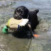 Boykin Spaniels from Northern Boykins