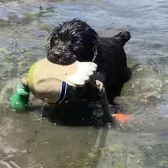 Boykin Spaniels from Northern Boykins