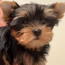 Bella - Black and gold female Yorkshire Terrier puppy in Dublin, California from Michelle’s Yorkies