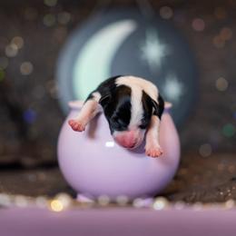 Border Collie, Papillon, Sporty Mix, and Whippet Puppies from Old Hemp Border Collies / Open Horizon Sport Dogs