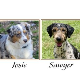 Aussiedoodle puppies from Our Appalachian Doodles