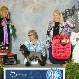 Apollo - Chinese Crested