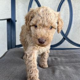 Olive - Apricot female Poodle puppy in Tucson, Arizona from Desert Doodles + Poodles