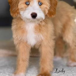 Lady - female Australian Mountain Doodle puppy in West Jordan, Utah from Doodles Friend