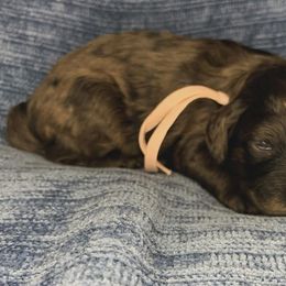 Jovie - Merle female Cockapoo puppy in Bedford, Iowa from Our Father’s Doodles