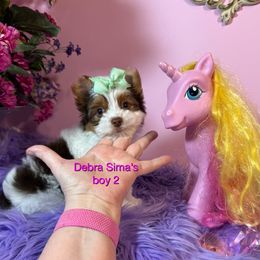 Chocolate Parti 2 - Chocolate, tan and white male Yorkshire Terrier puppy in Lincoln, Nebraska from Exquisite Dancing Yorkie for Sale