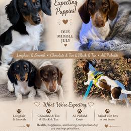 Dachshund puppies from Sweet As Pie Doxies