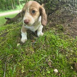 Oak - Piebald female Dachshund puppy in Grant, Michigan from Red Pyne Dashchuands