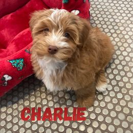 Charlie (Lucky's Charlie Brown Christmas) - Red male Havanese puppy in Fielding, Utah from LUCKY HAVANESE