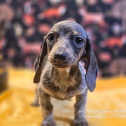 Swea Pea - Blue and tan female Dachshund puppy in Willard, Utah from Simply Sharing Love