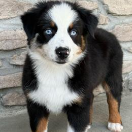 Dolly - Black tri female Miniature Australian Shepherd puppy in Cunningham, Tennessee from Copper Creek Aussies
