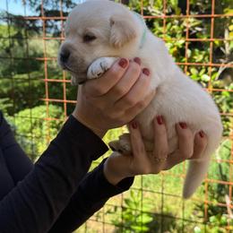 Clementine - Yellow female Labrador Retriever puppy in Auburn, California from Gold Country Chihuahuas