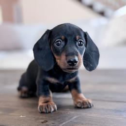 Monza - Black and tan female Dachshund puppy in Crystal, Michigan from Mare-Bella Smoothcoat Edition