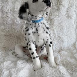 Dalmatian Puppies from Spotted Jewels Dalmatians