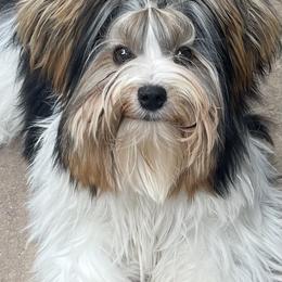 Una - Biewer Terrier
