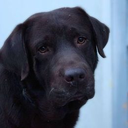 Bear - Labrador Retriever