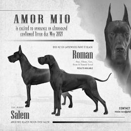 Great Dane Puppies from Amor Mio Great Danes